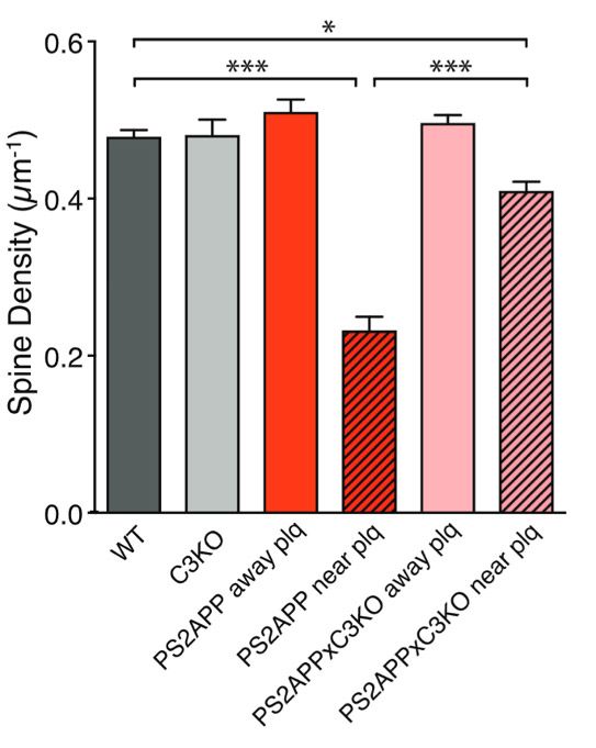 Figure 3. Chart showing averaged spine density for various genotypes. 