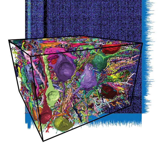 Figure 1. Dense reconstruction of approximately 500,000 cubic micrometers of mammalian cortical tissue yielding 2.7 m of neuronal cables, making up a connectome of about 400,000 synapses between 34,221 axons. 