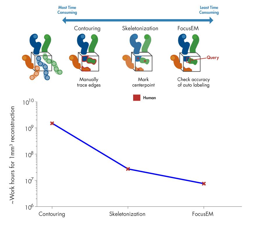 Figure 4. Work hours required for different approaches to densely reconstruct a cubic millimeter of nerve tissue. While manual approaches are time-consuming and expensive, FocusEM allows dense reconstruction of larger brain volumes within realistic time frames and costs.