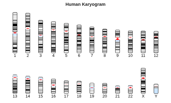 Figure contains an axes object. The hidden axes object with title Human Karyogram contains 1088 objects of type patch, line, text.